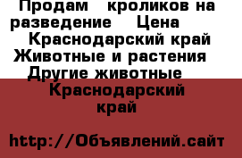 Продам   кроликов на разведение. › Цена ­ 800 - Краснодарский край Животные и растения » Другие животные   . Краснодарский край